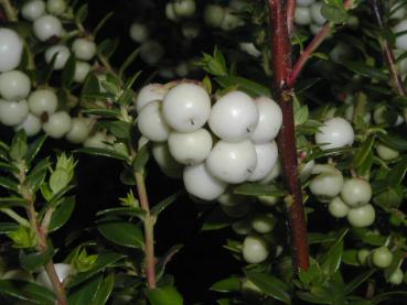 Pernettya mucronata Alba - Weißfruchtige Torfmyrthe