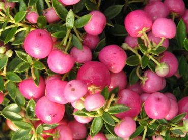 Pernettya mucronata Rosea - Torfmyrthe rosa Frucht