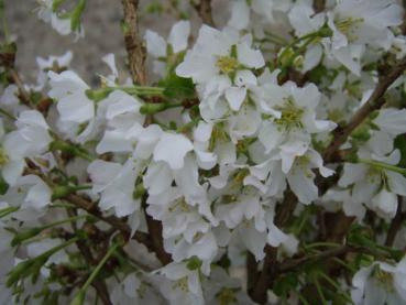 Fujikirsche, Märzkirsche - Prunus incisa Kojou-no-mai