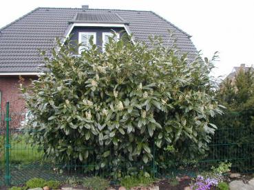 Prunus laurocerasus Caucasica - Kirschlorbeer Caucasica