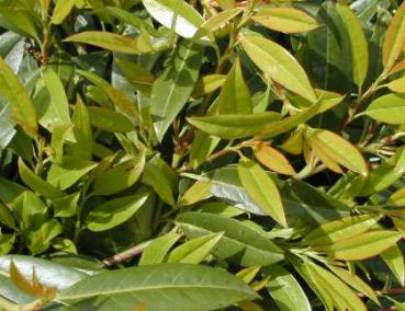 Kirschlorbeer Darts Lown Green - Prunus laurocerasus Darts Lown Green