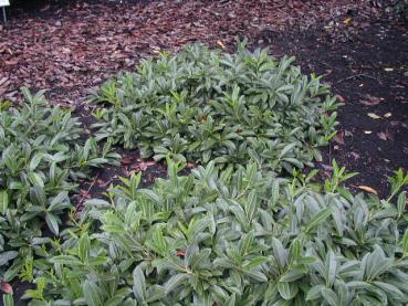 Kirschlorbeer Mount Vernon - Prunus laurocerasus Mount Vernon