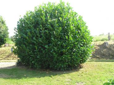 Kirschlorbeer Rotundifolia - Prunus laurocerasus Rotundifolia