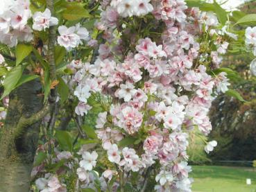 Säulen-Nelkenkirsche - Prunus serrulata Amanogawa