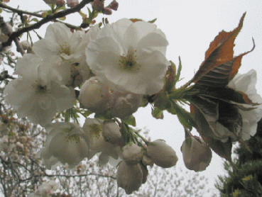 Prunus serrulata Shirotae - Fudschijama-Kirsche