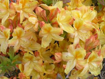 Großblumige Azalee gelb blühend - Azalea Knap Hill Hybride gelb blühend