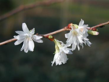 Winterkirsche - Prunus subhirtella Autumnalis