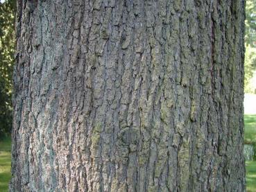 Ungarische Eiche - Quercus frainetto
