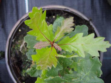 Oregon-Eiche - Quercus garryana
