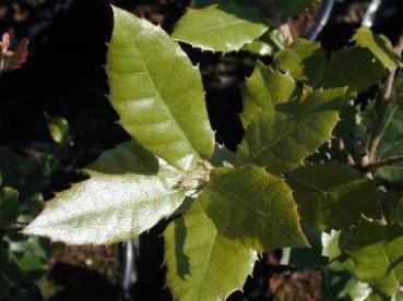 Quercus ilex - Ilexblättrige Eiche, Steineiche