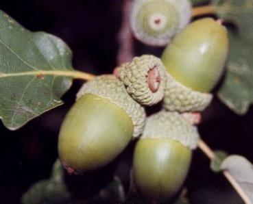 Quercus petraea - Traubeneiche