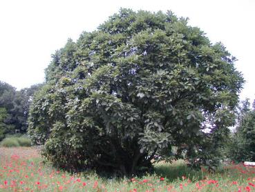 Quercus pontica - Pontische Eiche, Armenische Eiche