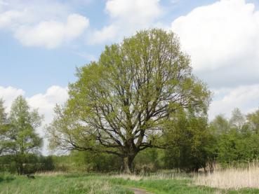 Stiel- oder Deutsche Eiche - Quercus robur
