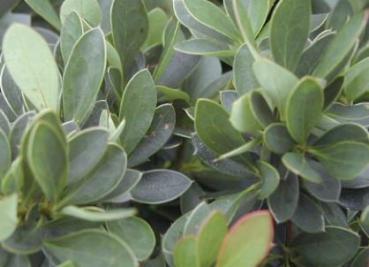 Buxusblättrige Berberitze - Berberis buxifolia Nana
