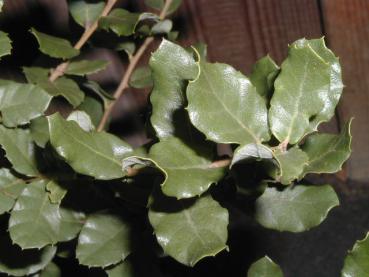 Quercus suber - Korkeiche