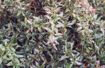 Berberis gagnepainii var. lanceifolia - Lanzenberberitze