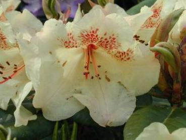 Alpenrose Goldbukett - Rhododendron Hybr. Goldbukett