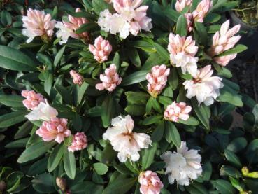 Rhododendron Hybr. Jacksonii - Alpenrose Jacksonii