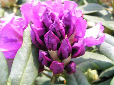 Alpenrose Lee's Dark Purple - Rhododendron Hybr. Lee's Dark Purple