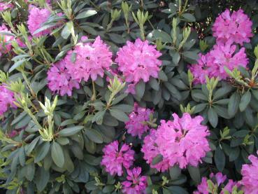 Rhododendron Hybr. Roseum Elegans - Alpenrose Roseum Elegans