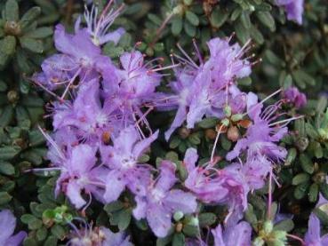 Zwerg-Alpenrose - Rhododendron impeditum