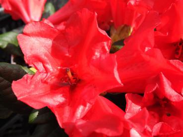Zwerg-Alpenrose Scarlet Wonder - Rhododendron repens Scarlet Wonder