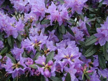 Rhododendron russatum Azurwolke - Alpenrose Azurwolke