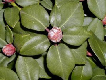 Alpenrose Gartendirektor Glocker - Rhododendron williamsianum Gartendirektor Glocker
