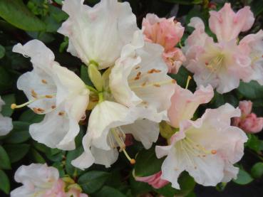 Alpenrose Gartendirektor Rieger - Rhododendron williamsianum Gartendirektor Rieger