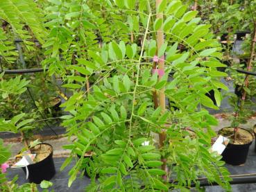 Lederhülsenbaum Moraine - Gleditsia triacanthos Moraine