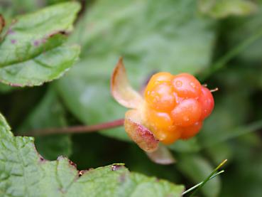 Rubus chamaemorus - Moltebeere