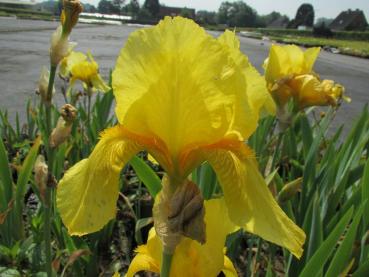 Bartschwertlilie Ola Kala, gelb - .Iris barbata elatior Ola Kala, gelb