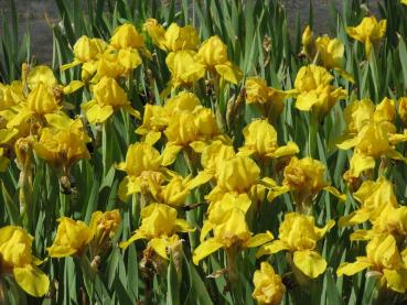 .Iris barbata nana April Accent - Zwergschwertlilie April Accent