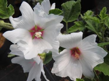 Lavatera x olbia weißblühend - Malvenblüte, weißblühend