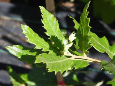 Quercus hispanica Bloemendale - Spanische Eiche Bloemendale