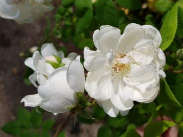 Rosa arvensis Thoresbyana - Kriechrose Thoresbyana