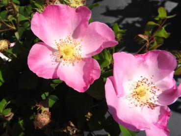 Rosa gallica - Essigrose
