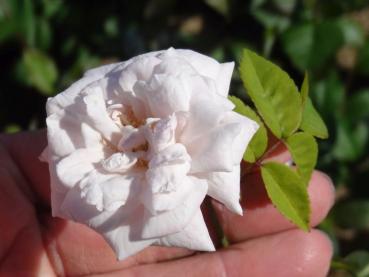 Rosa polliniana Affabilis - Blaßrosa Kriechrose Affabilis