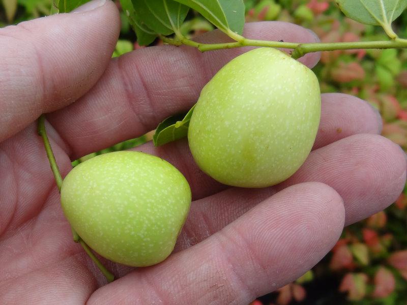 Jujube Lang, Ziziphus jujuba Lang gibt es hier günstig in unserem