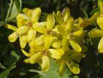 Ribes aureum - Gold-Johannisbeere