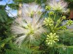 Albizia julibrissin