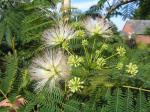 Albizia julibrissin