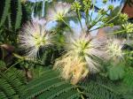 Albizia julibrissin