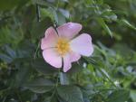 Rosa canina