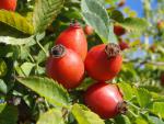 Rosa canina
