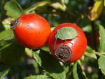 Rosa canina