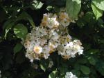 Rosa multiflora