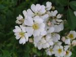 Rosa multiflora