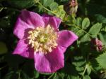 Rosa pendulina - Alpenheckenrose