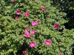 Rosa rugosa - Kartoffelrose, auch Apfelrose oder Sylter Rose